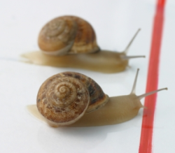 snails